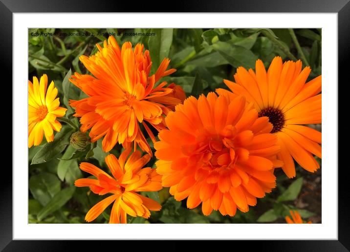 Calendula macro Framed Mounted Print by Jim Jones