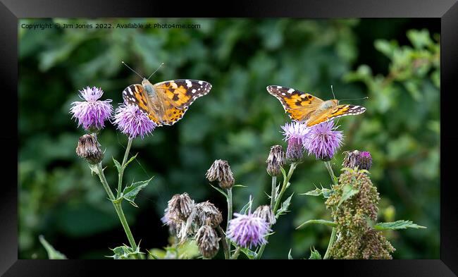 Painted Lady Butterflies in sunshine Framed Print by Jim Jones