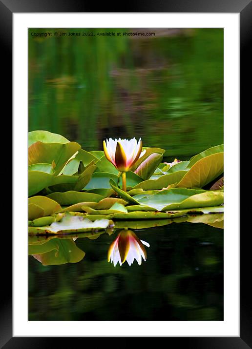 Waterlily reflections Framed Mounted Print by Jim Jones
