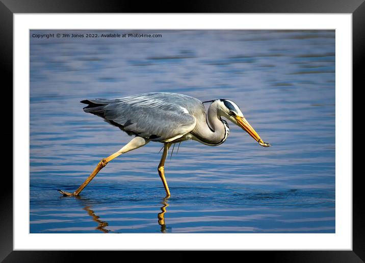 Snack time for Grey Heron Framed Mounted Print by Jim Jones