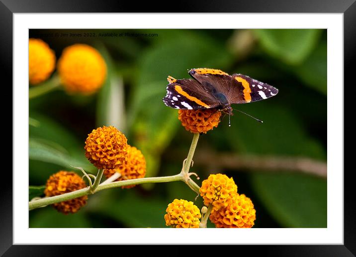 Beautiful Butterfly basking on Buddleia bush. Framed Mounted Print by Jim Jones