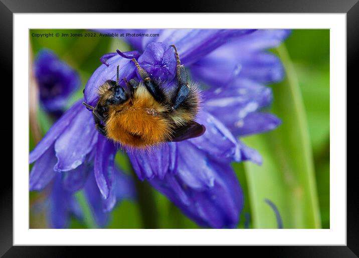 Bumbling along and hanging on Framed Mounted Print by Jim Jones