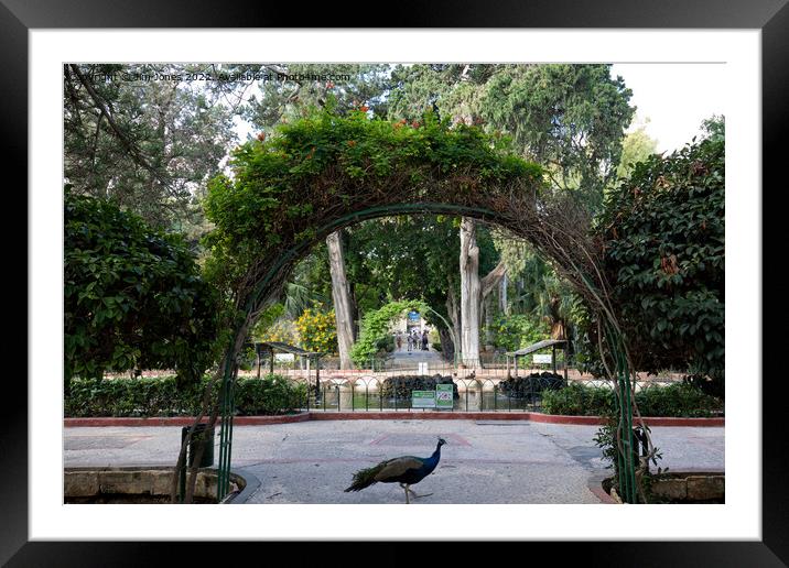 Why did the Peacock cross the road? Framed Mounted Print by Jim Jones