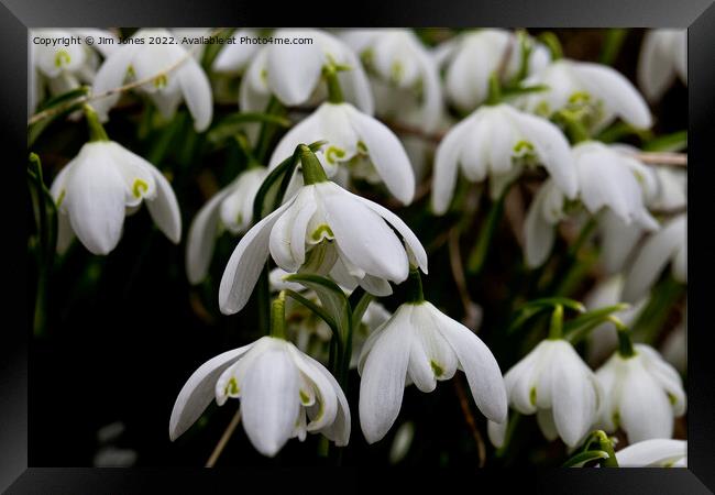 Spring is on the way Framed Print by Jim Jones