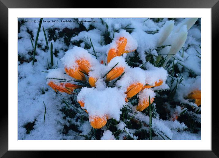 Snow in Springtime Framed Mounted Print by Jim Jones