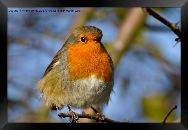  Robin in winter sunshine Framed Print by Jim Jones