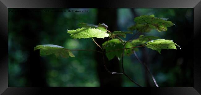 Light in the Darkness Framed Print by Jim Jones