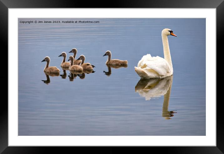 Seven swans a-swimming! Framed Mounted Print by Jim Jones