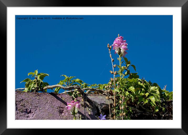 Snap Dragon and Deep Blue Sky Framed Mounted Print by Jim Jones