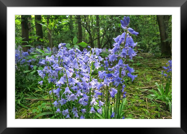 English Wild Flowers - Bluebells Framed Mounted Print by Jim Jones