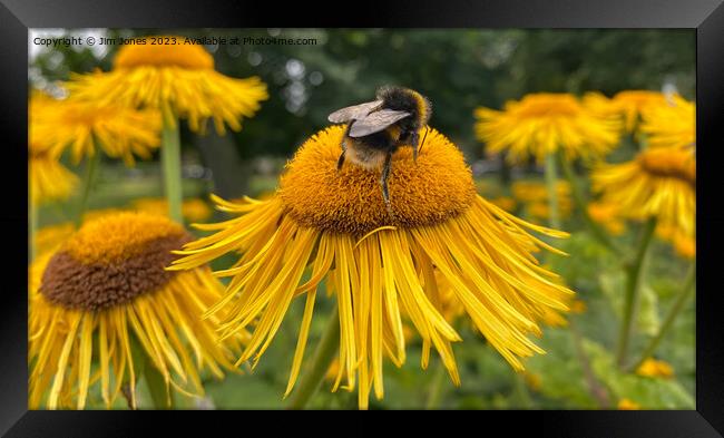 The Pollen Gatherer - Panorama Framed Print by Jim Jones