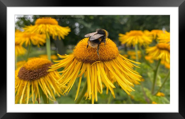The Pollen Gatherer - Panorama Framed Mounted Print by Jim Jones