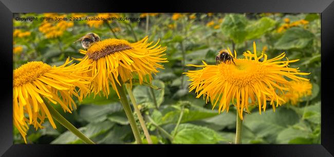 Two bees, or not two bees, that is the question! Framed Print by Jim Jones