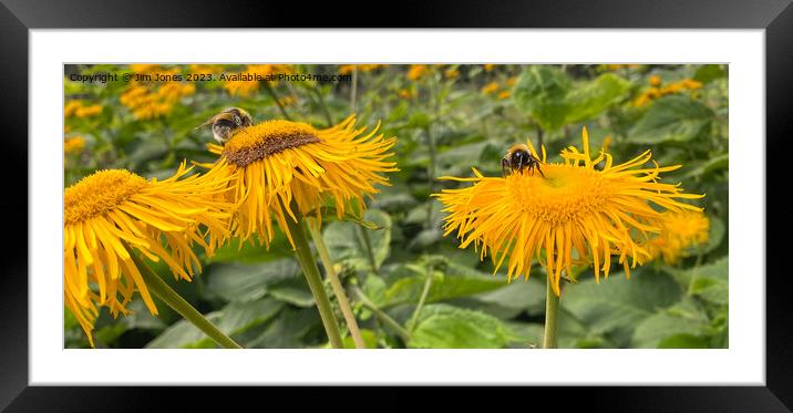 Two bees, or not two bees, that is the question! Framed Mounted Print by Jim Jones