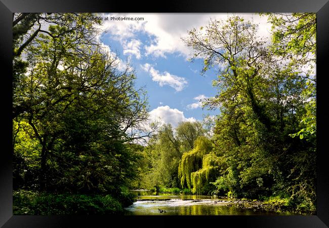 Weeping Willow on the River Blyth Framed Print by Jim Jones
