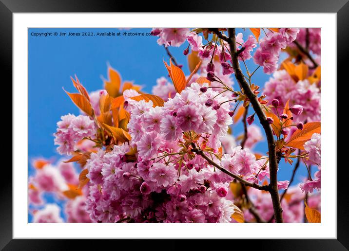 Blue sky and pink blossom Framed Mounted Print by Jim Jones