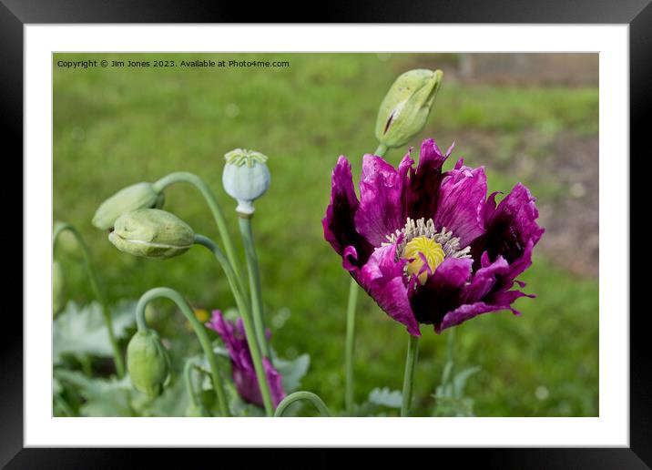The Purple Poppy of Remembrance Framed Mounted Print by Jim Jones