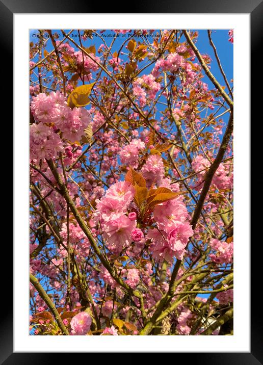Sunlit Cherry Blossom Framed Mounted Print by Jim Jones
