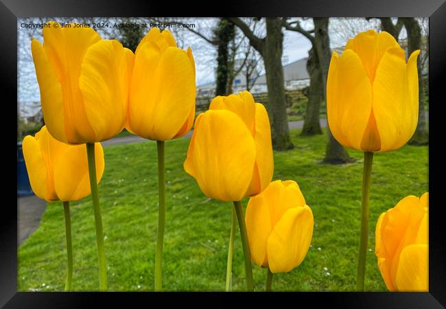 Yellow Tulips Framed Print by Jim Jones