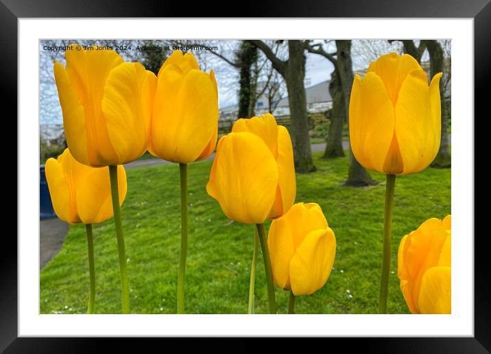 Yellow Tulips Framed Mounted Print by Jim Jones