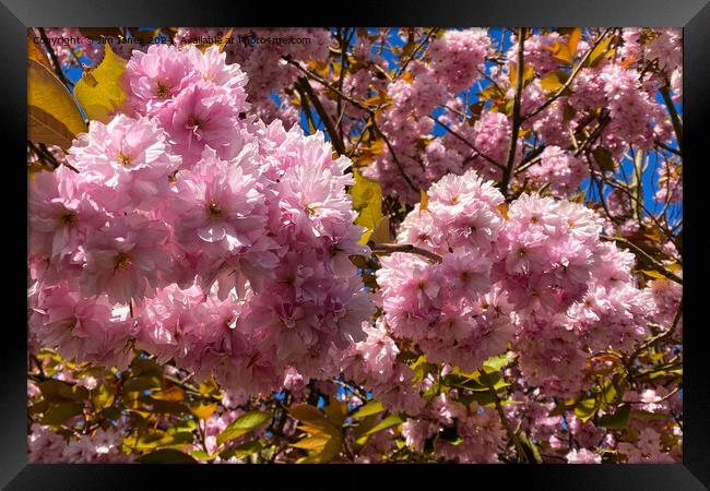 Profuse Sunlit Cherry Blossom Framed Print by Jim Jones