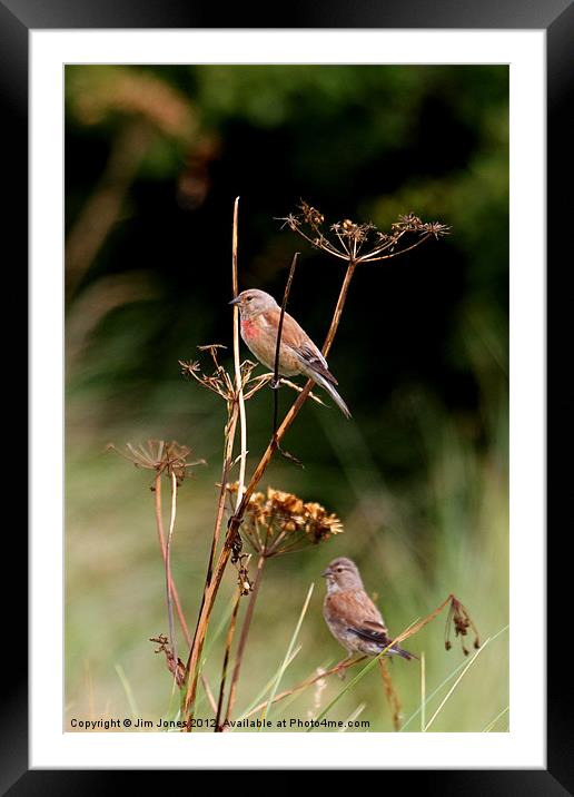Lively Linnets in Northumberland Framed Mounted Print by Jim Jones