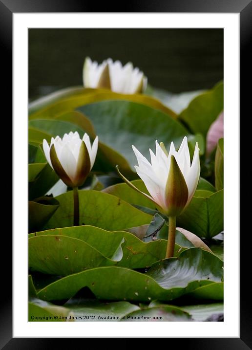 Water Lily Framed Mounted Print by Jim Jones
