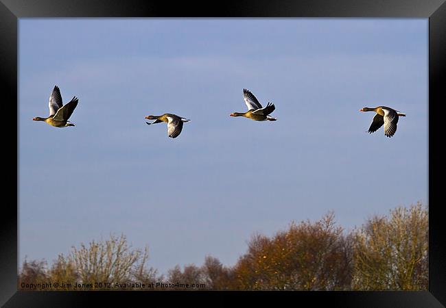 Greylag Geese (Ansur Ansur) in flight Framed Print by Jim Jones