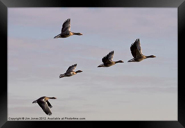 Greylag Geese (Ansur Ansur) in flight (2) Framed Print by Jim Jones
