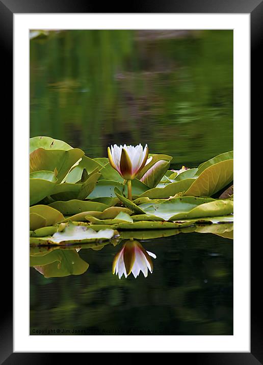 Water Lily reflection Framed Mounted Print by Jim Jones