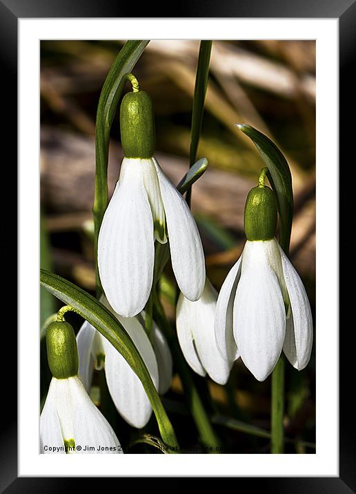 Snowdrops (Galanthus) Framed Mounted Print by Jim Jones