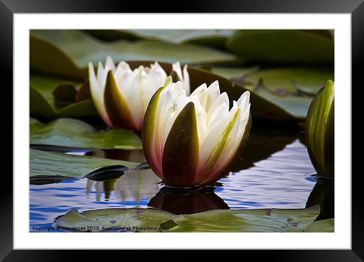 Water Lily seems illuminated Framed Mounted Print by Jim Jones