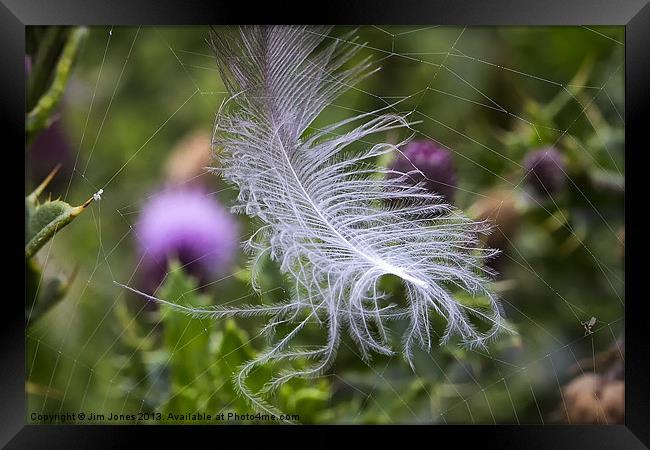 White feather caught in a web Framed Print by Jim Jones