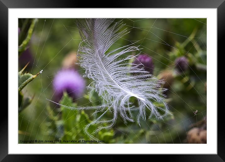 White feather caught in a web Framed Mounted Print by Jim Jones
