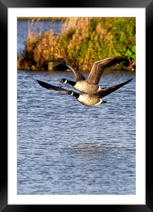 Canada Geese in flight Framed Mounted Print by Jim Jones
