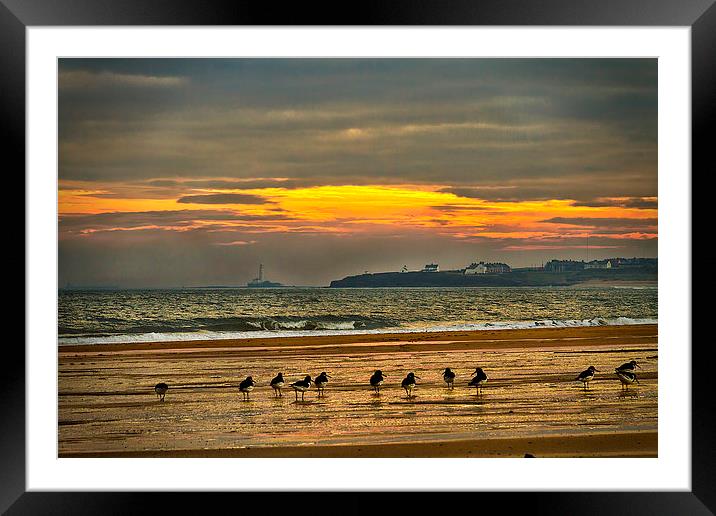 Oystercatchers on the beach Framed Mounted Print by Jim Jones