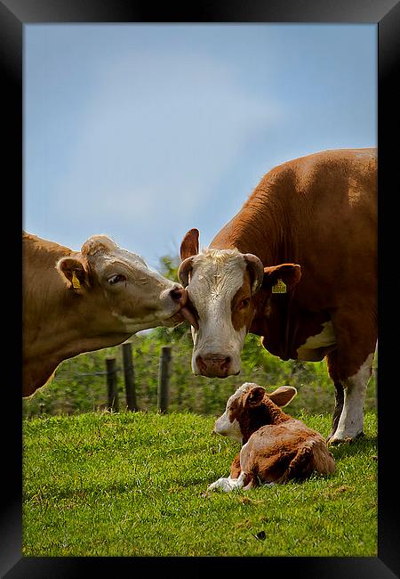 Kissin cows Framed Print by Jim Jones