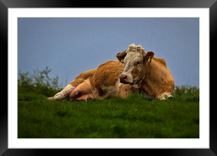 Sometimes a girl just needs a rest! Framed Mounted Print by Jim Jones