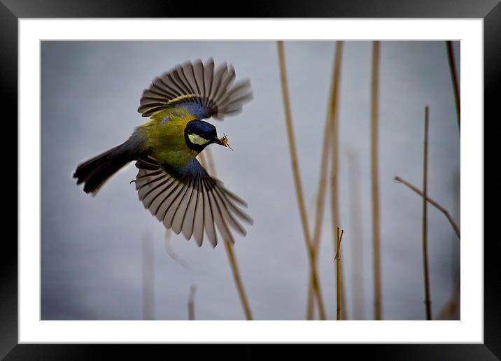 Great Tit with spider in its beak Framed Mounted Print by Jim Jones