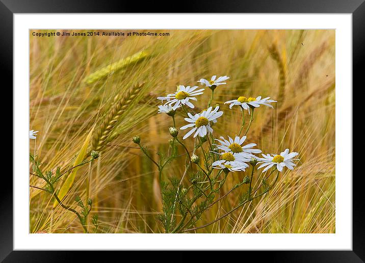 Todays flower, tomorrows flour Framed Mounted Print by Jim Jones