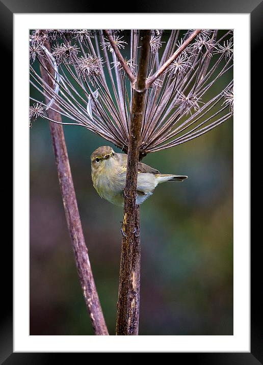  Young Willow Warbler Framed Mounted Print by Jim Jones