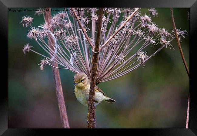  Young Willow Warbler perched in Cow Parsley Framed Print by Jim Jones