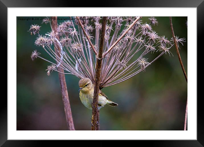  Young Willow Warbler perched in Cow Parsley Framed Mounted Print by Jim Jones