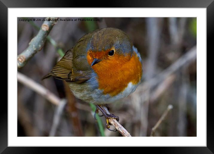  Fluffed up Robin Framed Mounted Print by Jim Jones