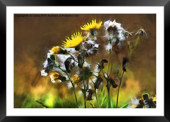  Ragwort Life Cycle with artistic filter Framed Mounted Print by Jim Jones