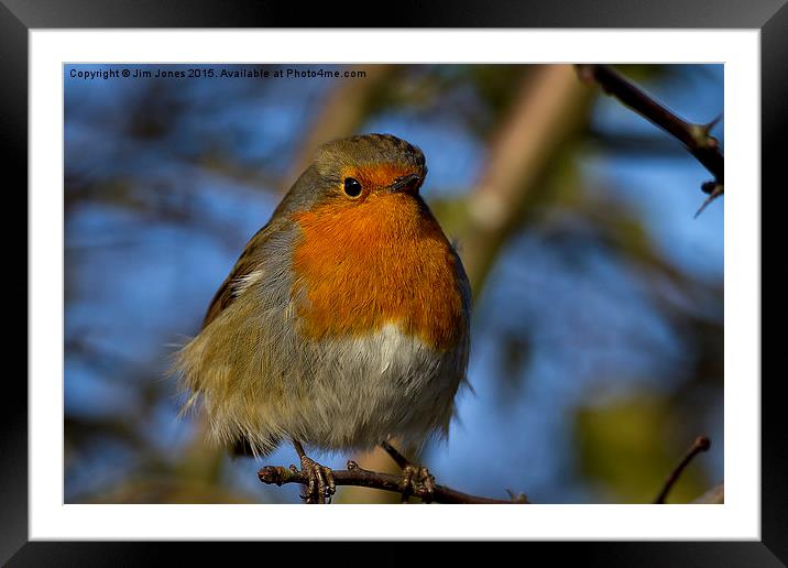  Robin in winter sunshine Framed Mounted Print by Jim Jones