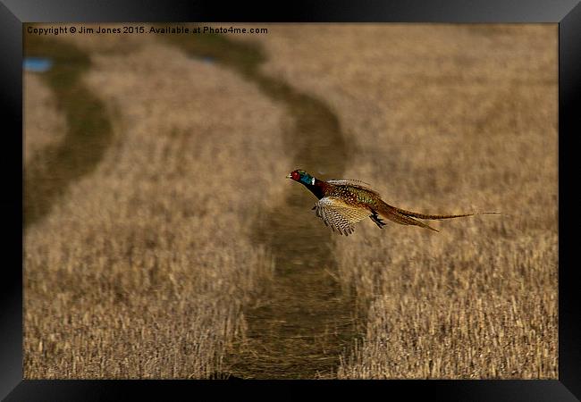  Pheasant in flight Framed Print by Jim Jones