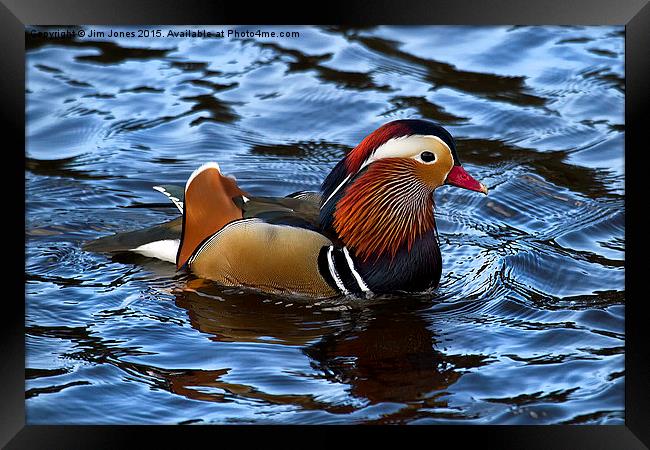  Mandarin Duck Framed Print by Jim Jones