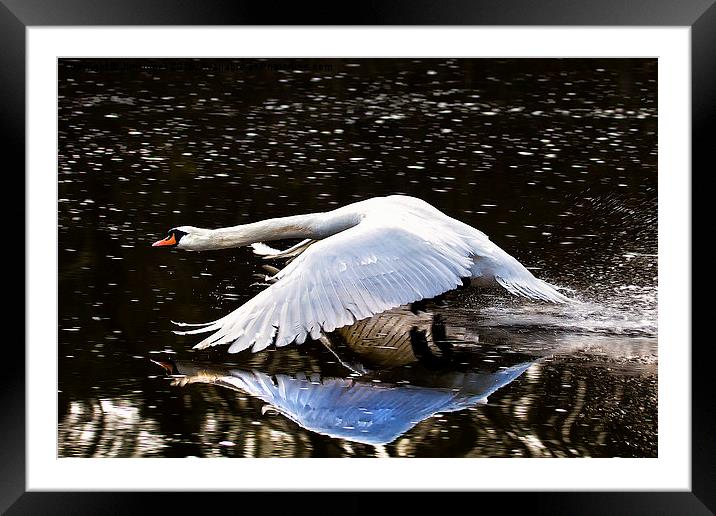  Swan reflection Framed Mounted Print by Jim Jones