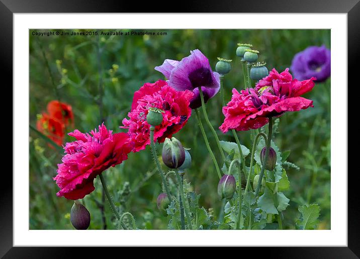  Colourful Poppies Framed Mounted Print by Jim Jones